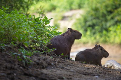 Closeup portrait of two capybara hydrochoerus hydrochaeris with caiman in background, bolivia.