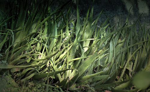 Close-up of fresh green plants in forest