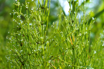 Close-up of grass growing on field