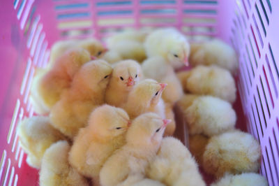 Close-up of a young birds