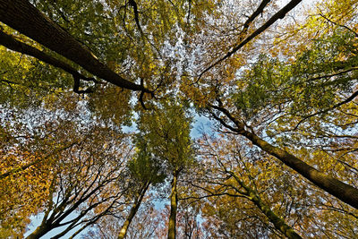 Low angle view of trees in forest against sky