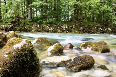 Surface level of stream flowing in forest