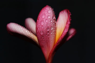 Close-up of pink rose flower against black background