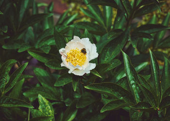 Close-up of white flowering plant