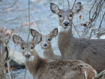 Portrait of deer