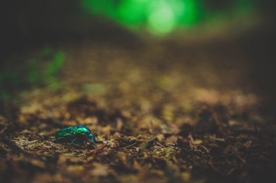 Close-up of insect on ground