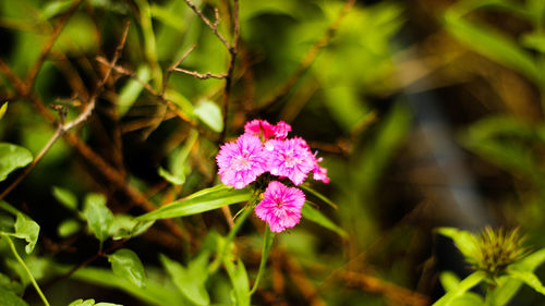 Close-up of pink flowers blooming outdoors