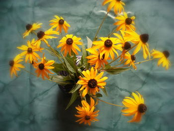 Yellow flowers blooming outdoors