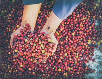 High angle view of hand holding berries