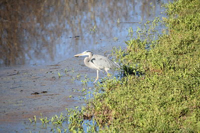 High angle view of gray heron on beach