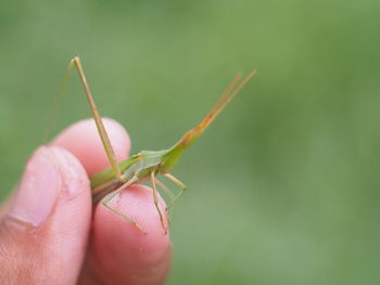 Close-up of insect on hand