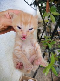 Close-up of hand holding kitten