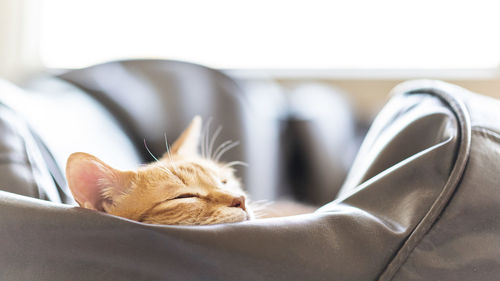 Close-up of cat sleeping on sofa