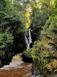 Scenic view of waterfall in forest