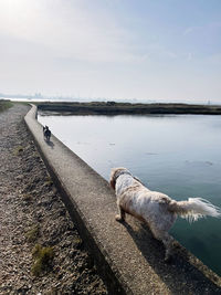 Dogs walking with scenic view of sea