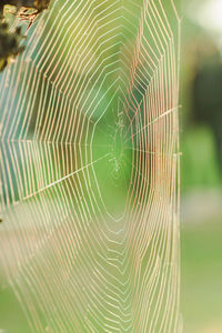 Close-up of spider web on plant