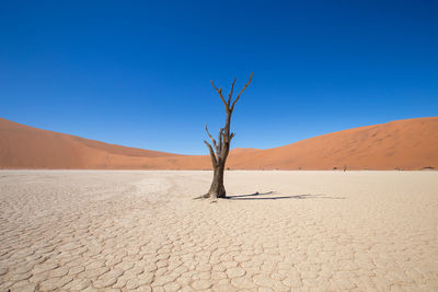 Bare tree on desert against clear sky