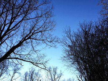 Low angle view of bare trees against clear blue sky