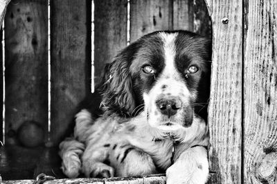 Portrait of dog sitting on wooden fence