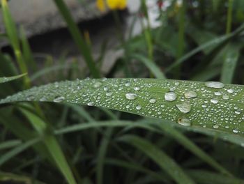 Close-up of wet grass