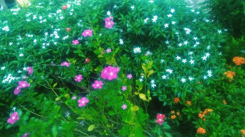 High angle view of flowers blooming outdoors