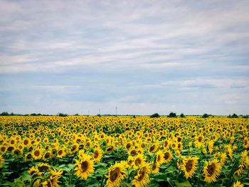 Scenic view of sunflower field against cloudy sky