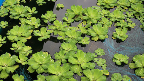 Selected focus lots of water hyacinth floating in the fish pond