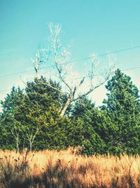 Trees against clear sky