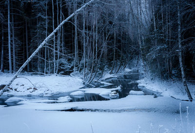 Close-up of snow covered trees in forest