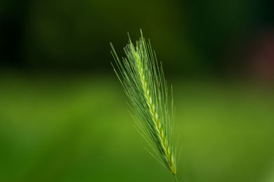 Close-up of wheat growing on field