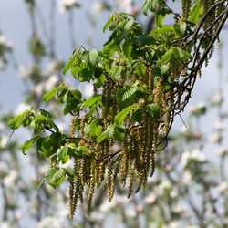 Close-up of tree branch