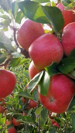 Close-up of fruits growing on tree