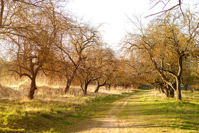 Road amidst trees against sky during autumn