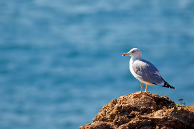 Seagull perching on rock against sea