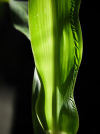 Close-up of fresh green leaf against black background