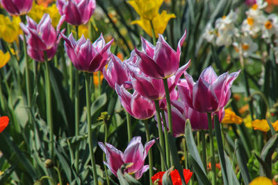 Close-up of pink tulips on field