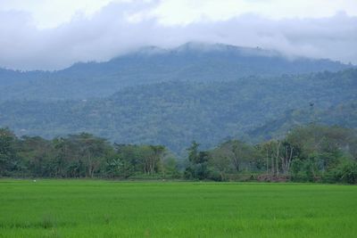 Scenic view of trees on field against sky