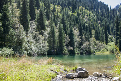 Scenic view of pine trees in forest