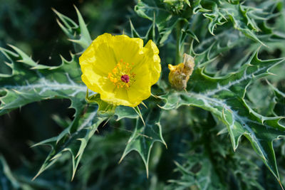 Close-up of insect on yellow flower