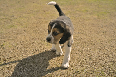 Close-up of dog on field