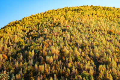 Scenic view of flowering plants and trees against sky