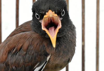 Portrait of black bird