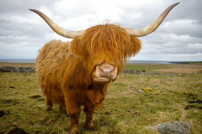 Portrait of cow standing on field against sky