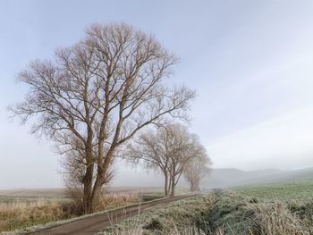 Bare tree on field against sky