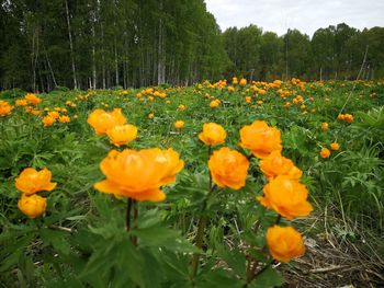 Close-up of fresh yellow flowers in field