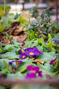 Close-up of purple flowering plant