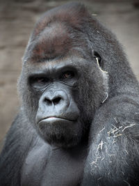 Close-up portrait of senior man