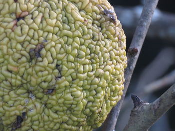 Close-up of bananas on tree