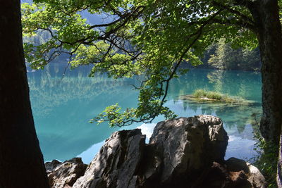 Scenic view of lake amidst trees in forest