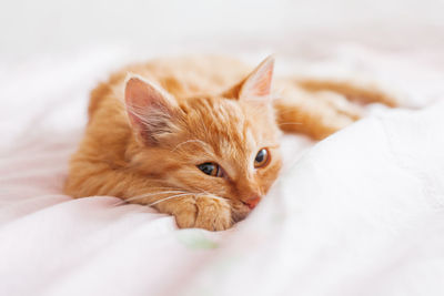 Cute ginger cat in bed. fluffy pet. stray kitten sleep on bed first time in its life.